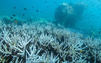 Global coral bleaching crisis spreads after hottest year, scientists say