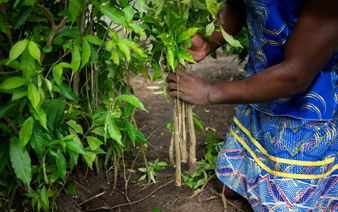 Gabon longs to cash in on sacred hallucinogenic remedy