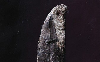 Pterosaur fossil found in Japan identified as new species