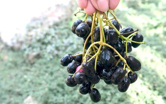 From childhood treat to tourist favorite: Java plums make a day in Vietnam’s Mekong Delta
