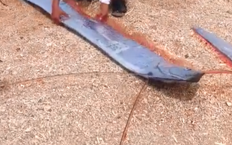 Rare oarfish washes ashore in Vietnam’s Vinh Hy Bay, buried by locals