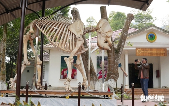Elephant skeletons displayed at Vietnam national park to raise conservation awareness