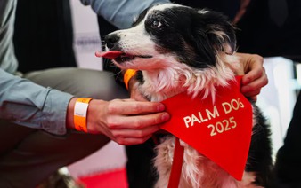 Icelandic sheepdog named Panda claims Palm Dog's top prize at Cannes