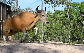 Rare wild cattle herded in Cambodia by helicopter