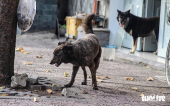 3-year-old child dies of rabies after stray dog bite in Vietnam’s Gia Lai