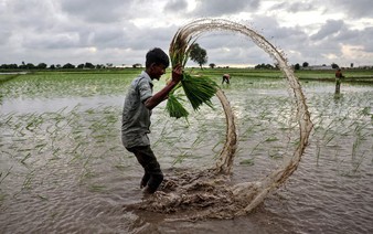 Global rice prices have hit a floor, but India's supply glut will smother any gains