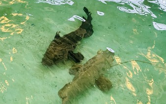 Efforts to strengthen seafood supply chain, coastal livelihoods in Vietnam