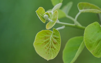 'Moving forward': the Gen-Z farmer growing Fukushima kiwis