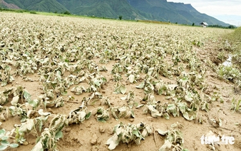 Off-season floods take heavy toll on crops in central Vietnam’s flood-prone district