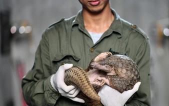 US moves to protect all species of pangolin, world's most trafficked mammal