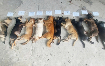 Man detained for stealing dogs while awaiting sentence for earlier theft in southern Vietnam