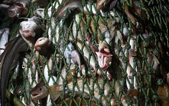 World coming up short on promised marine sanctuaries