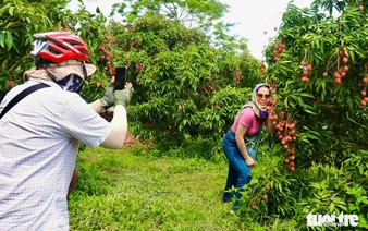 Phu Yen’s lychee gardens a new tourism hotspot in Vietnam