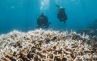 In a hotter future, what comes after coral reefs die?