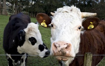 Cow tech startup becomes New Zealand's latest unicorn in $100 million fundraise