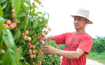 Northern Vietnamese province ramps up lychee exports as harvest season approaches