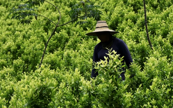 Aiming a blow at narcos, Colombia pays farmers to uproot coca