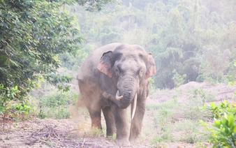 Wild elephant kills man in Vietnam's Dong Nai Province