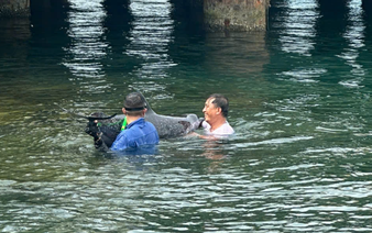 Dolphin found stranded at Da Nang port