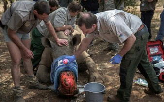 Dehorning of S.African rhinos slashed poaching: study