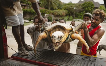The Bright Side: Kenya NGO on a mission to save turtles from nets, plastics and rising tides