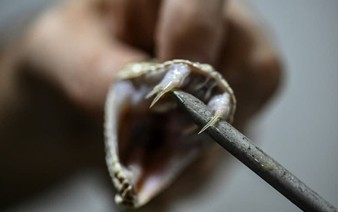 Man who let snakes bite him 200 times spurs new antivenom hope