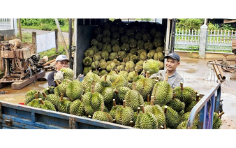 Vietnam spends over $9mn on durian imports despite domestic abundance