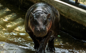 Thailand's hippo Moo Deng draws crowds at first birthday bash