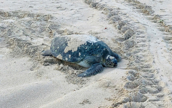 Endangered green sea turtle returns to Vietnamese island to lay eggs