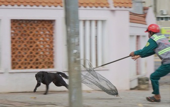 Vietnamese teen boy dies of suspected rabies after multiple dog bites