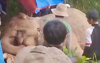Domesticated elephant found dead in forest accident in Vietnam
