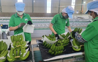 Vietnam ranks as 9th-largest banana exporter; eyes growth in other fruits