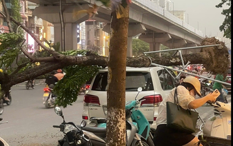 Thunderstorm topples trees, power poles in Hanoi