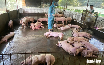 Thousands of pig farmers devastated by African swine fever outbreak in Vietnam’s Nghe An