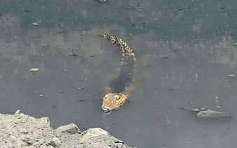 Small crocodile captured from Ho Chi Minh City canal