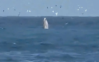 Rare whale sighting in Vietnam’s Nha Trang Bay signals ecosystem recovery