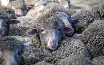 New Zealand farmers battle pine forests to 'save our sheep'
