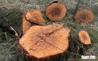 Vietnamese province probes tree felling in coastal protection forest