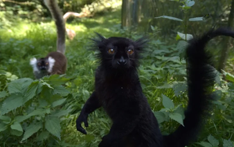 Alpha males are rare among our fellow primates: scientists