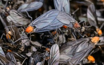 Rotten insects, viral videos and climate change: S.Korea battles 'lovebug' invasion