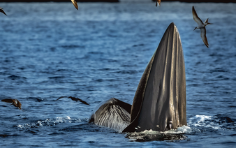 When whales, doves come calling: Vietnam’s missed opportunities in wildlife tourism