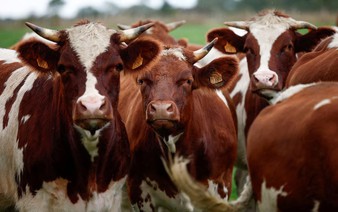 France battles rapid spread of viral cattle disease in cheese regions