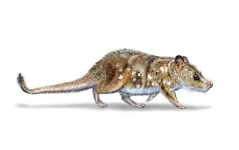 Scientists find 74-million-year-old mammal fossil in Chile 