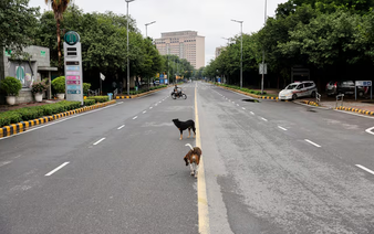 India's top court orders Delhi authorities to move stray dogs to shelters
