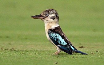 Scientists find surprising sex reversal in Australian birds