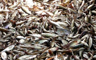 Flood season brings bumper catch to Vietnam’s Mekong Delta