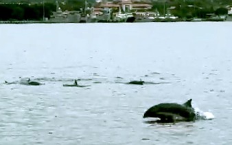 Dolphins delight visitors in Vietnam’s Cam Ranh waters