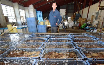 JETRO struggles to expand scallop supply chain in US