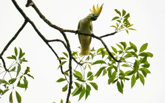HK scientist puts hope in nest boxes to save endangered cockatoos