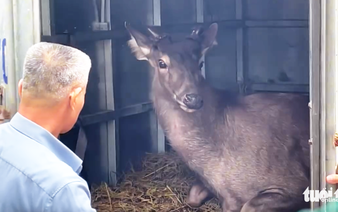 200kg deer among wild animals handed over to Vietnam national park